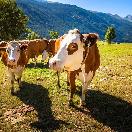 Dorfergut Séjour à la ferme *