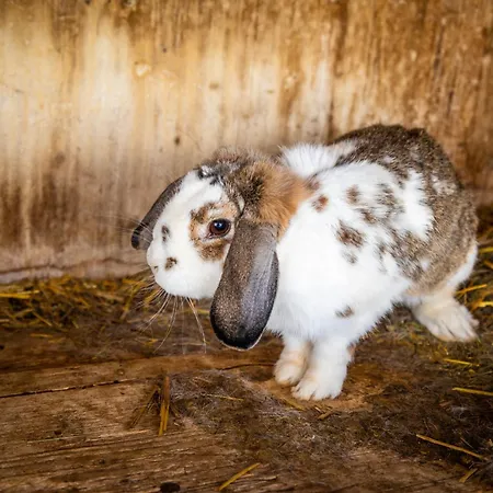 Dorfergut * Weisspriach