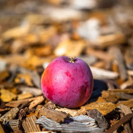 Dorfergut * Weisspriach